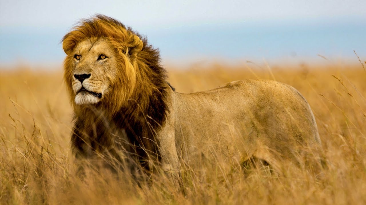 Forest & Wildlife News, Tigers News from India